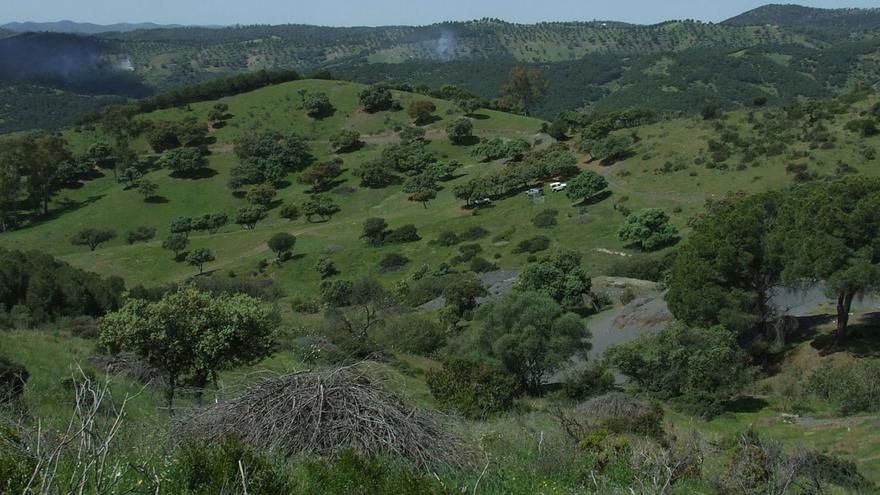 La importancia de los bosques en Andalucía