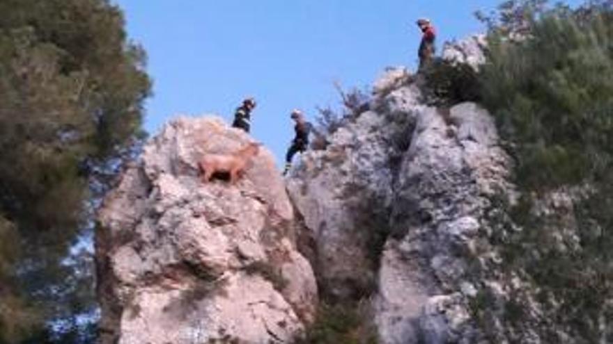 Los bomberos rescatan a una cabra atrapada en un escarpado risco de Xàbia