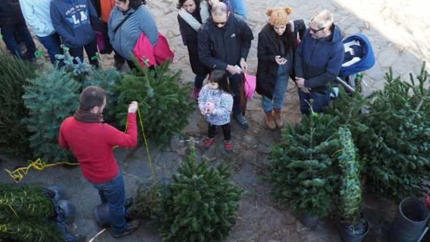 Espinelves La Fira  de l&#039;Avet manté l&#039;afluència de públic