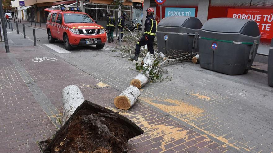 El viento tumba un árbol y tira varias ramas en Ibiza