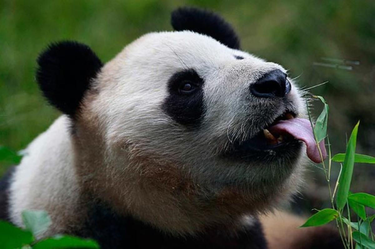 Yang Guang, un ós panda gegant mascle, llepa unes fulles de bambú durant la celebració del seu novè aniversari al Zoo d’Edimburg, on viu.