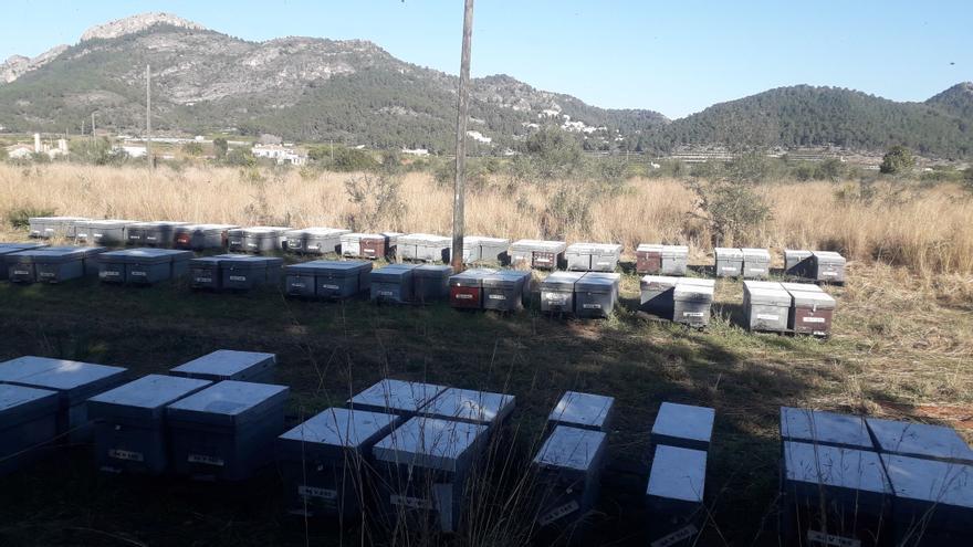 Los exportadores de Castellón exigen mantener las colmenas lejos de los cítricos