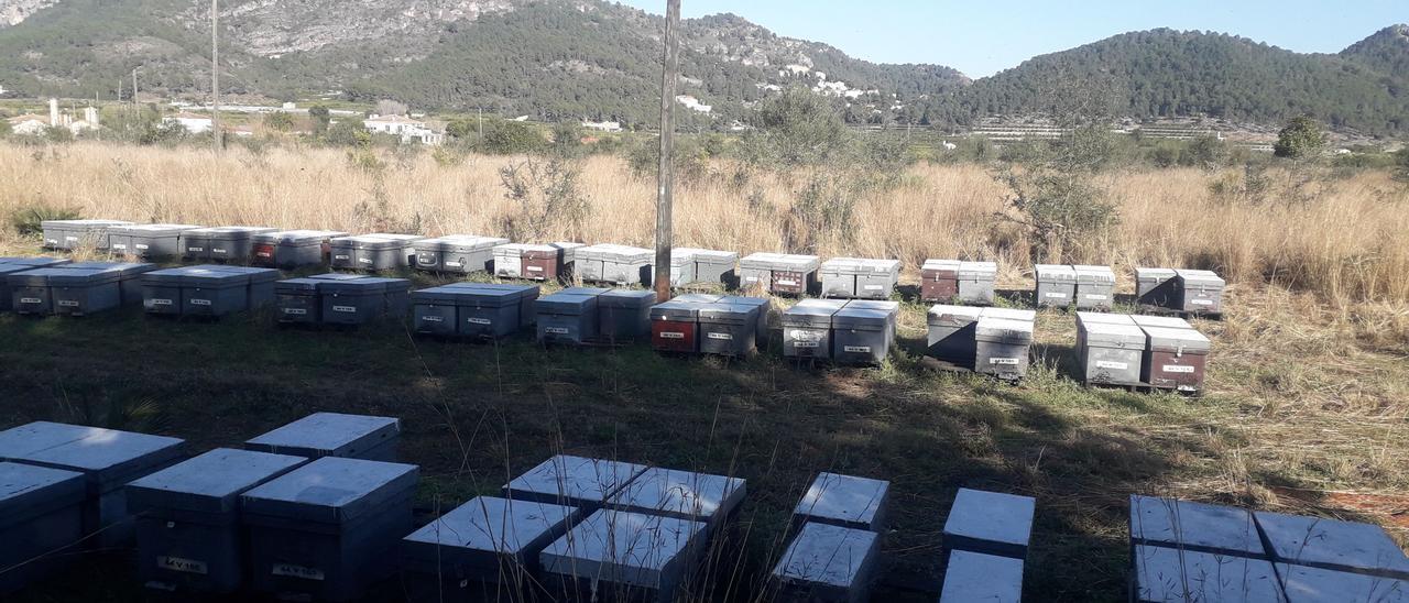 Imagen de colmenas en áreas cercanas a zonas citrícolas en Castelllón.