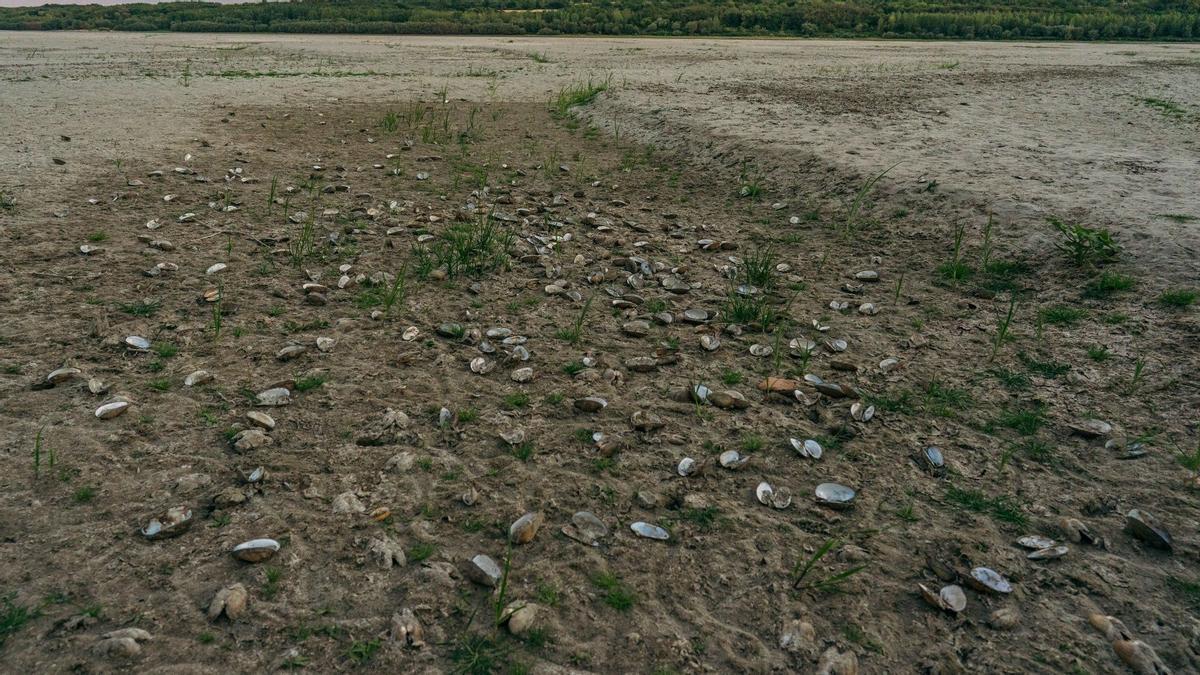 Lecho del caudal del río Danubio con centenares de moluscos muertos a su paso por la ciudad rumana de Zimnicea.