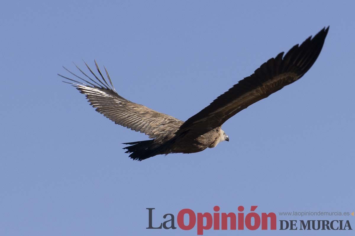 Suelta de dos buitres leonados en la Sierra de Mojantes en Caravaca