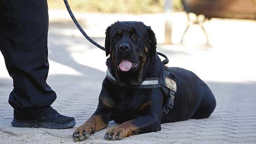 Nala, &quot;una santa&quot;, segÃºn su dueÃ±o.