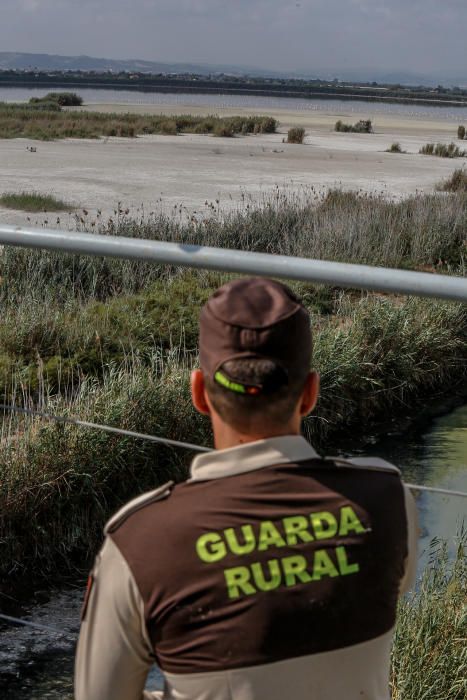 Lucha en El Hondo contra la invasión de la carpa