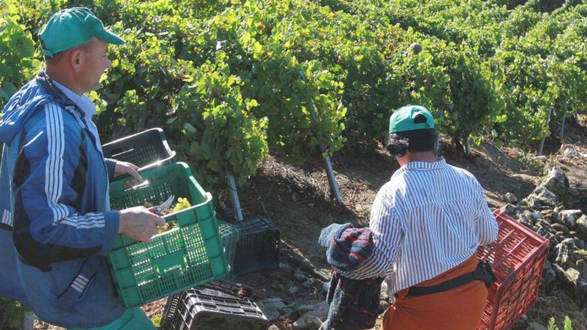 Dos trabajadores durante la recogida de uva.