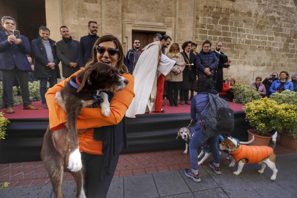 Perros, gatos y hasta un halcón y una lechuza en el regreso de las 'Beneïdes' a Palma