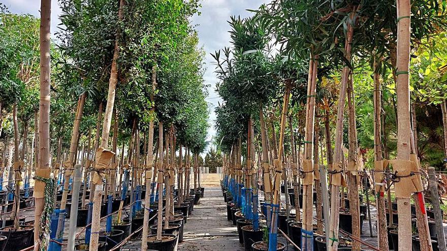 Cada semana llegan entre 200 y 300 árboles. | AYUNTAMIENTO DE PALMA