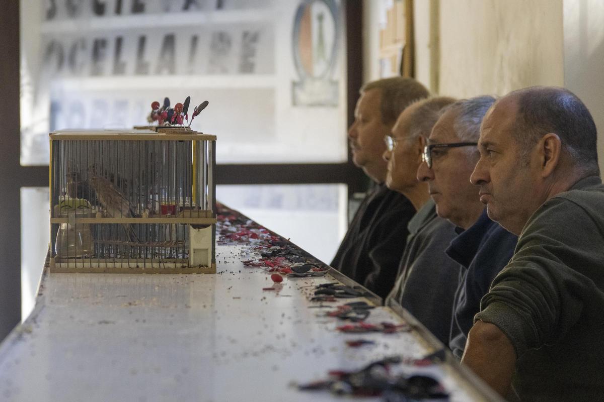 Los jueces se sientan frente a las jaulas para seguir con atención el transcurso del concurso.
