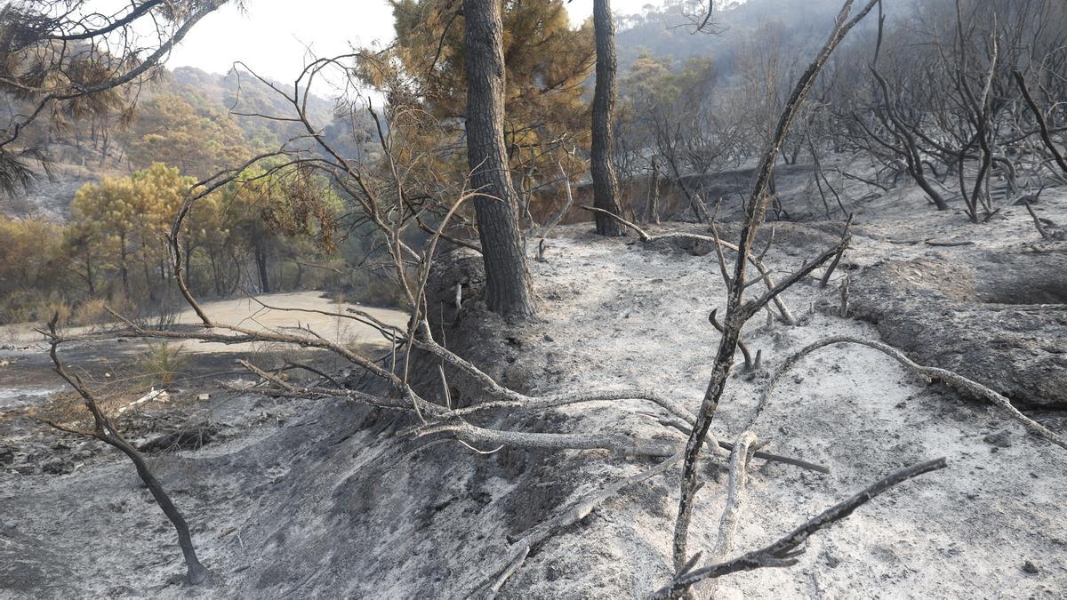 Un incendio en Sierra Bermeja provoca el desalojo de un millar personas en Estepona, Jubrique y Genalguacil