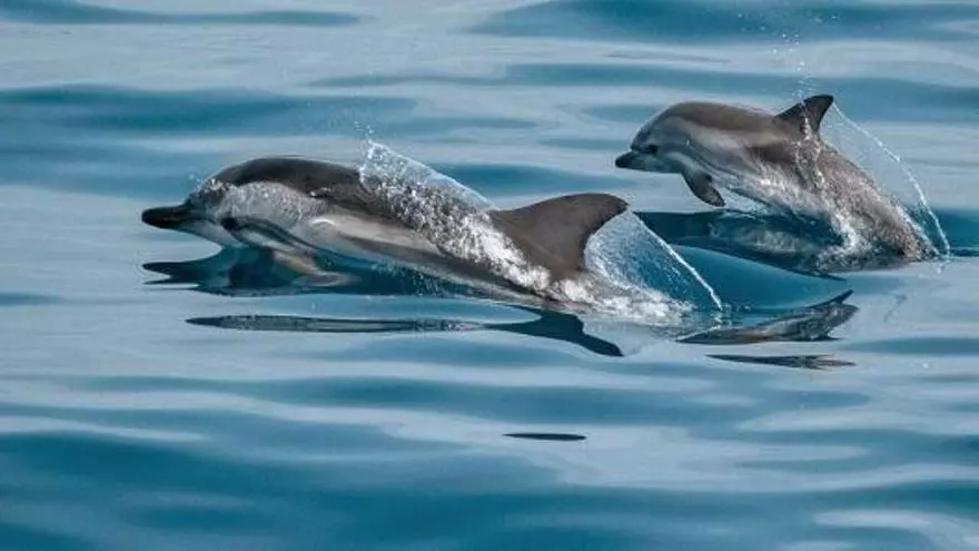 Un estudio revela que 78 ejemplares de delfines habitan en aguas de Cabrera