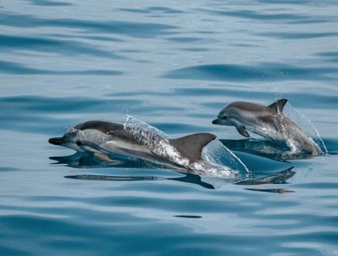 Un estudio revela que 78 ejemplares de delfines habitan en aguas de Cabrera