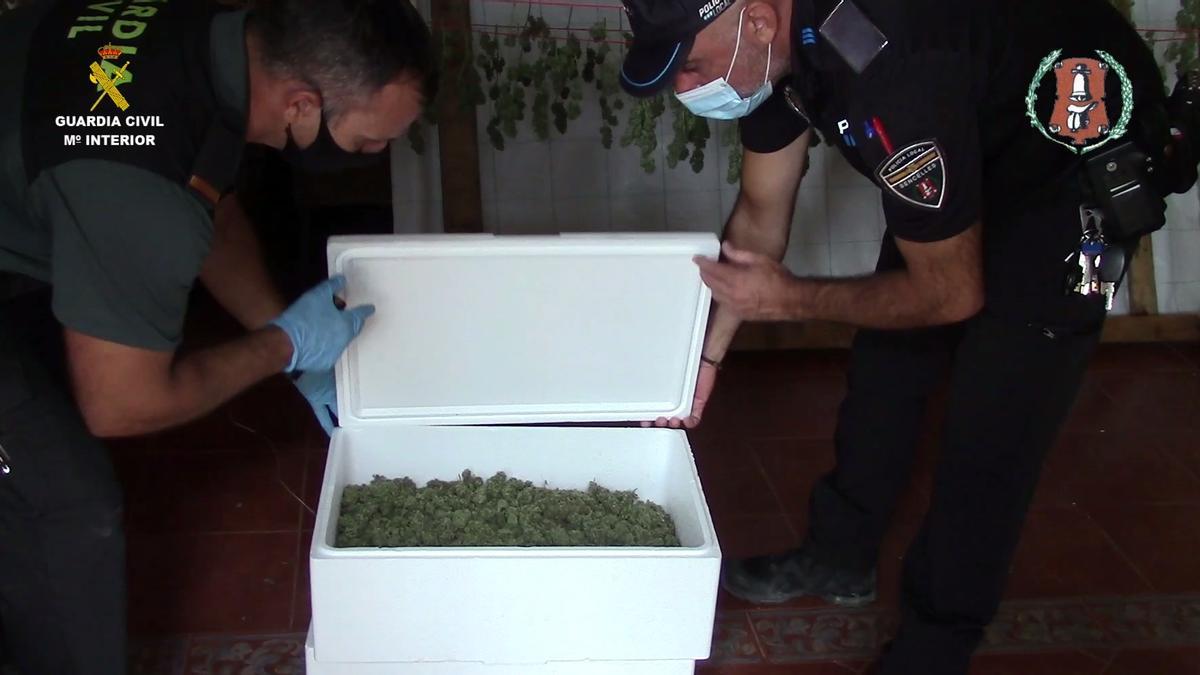 Una caja con cogollos de marihuana secos.