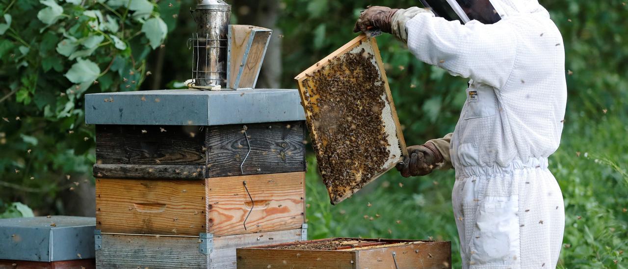 Los apicultores llevan ya dos años denunciando la falta de respuesta de la Administración