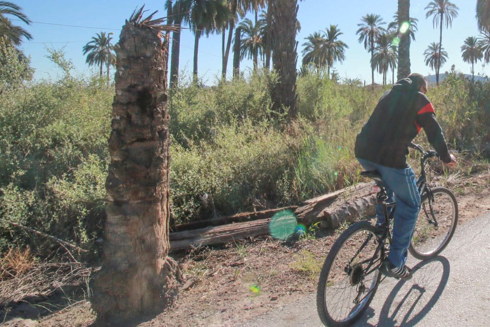 El Palmeral de Orihuela pide ayuda