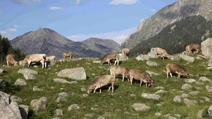 800 vacas hacen la trashumancia en el valle