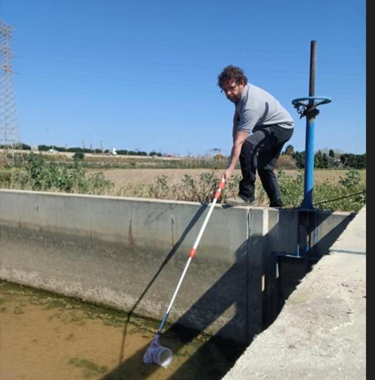 Mustreo en la Acequia de l'Or.