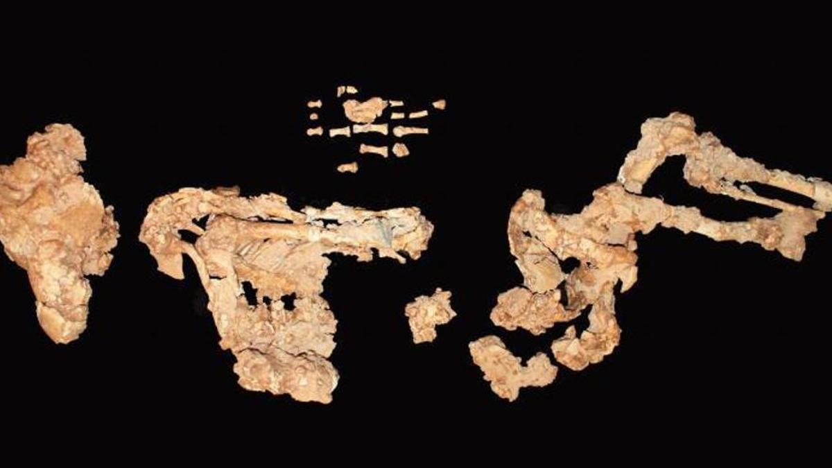 Restos óseos del esqueleto neandertal femenino hallado en la Sima de las Palomas.