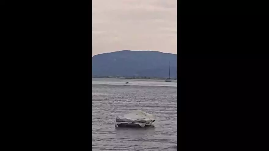 Tres delfines sorprenden a los vecinos del Faro de Cullera a escasos metros de la orilla