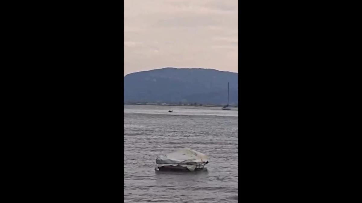 Tres delfines sorprenden a los vecinos del Faro de Cullera a escasos metros de la orilla