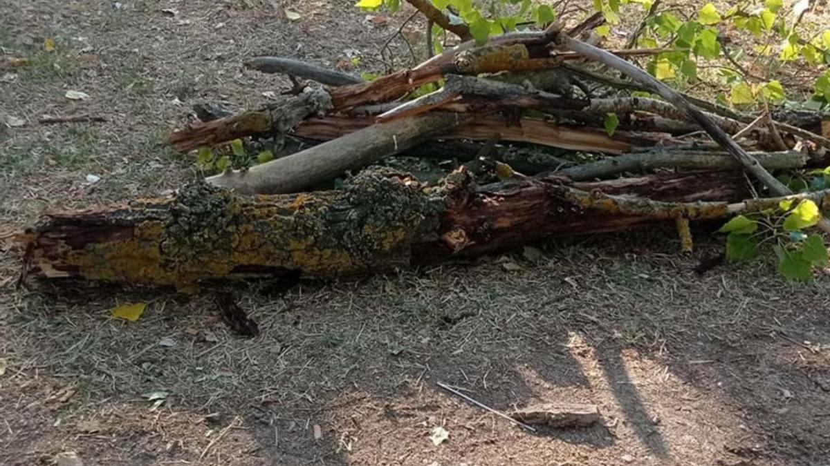 Ramas caídas en Los Pelambres.  | Cedida