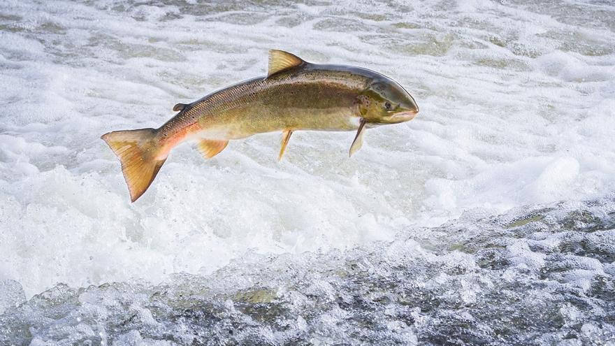 Millares de salmones escapan de una piscifactoría de Islandia y estas son las consecuencias