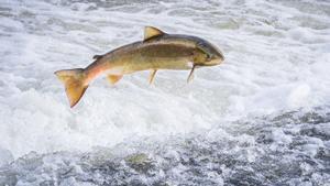 Millares de salmones se escapan de una piscifactoría de Islandia