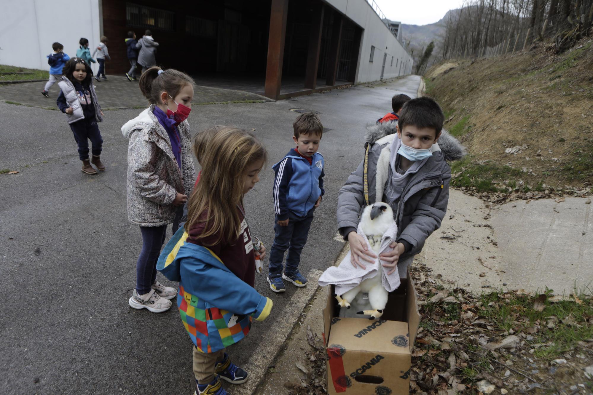 Visitas escolares al hospital de recuperación de fauna silvestre de Ladines, en Sobrescobio