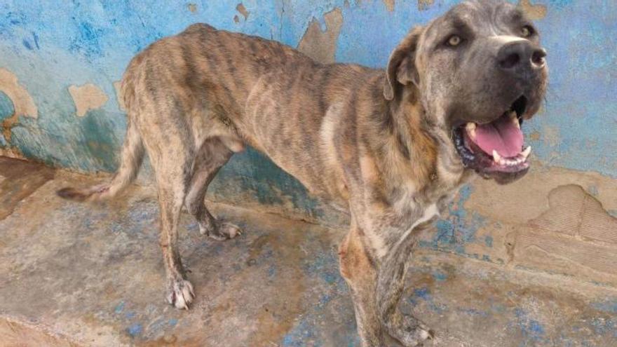 Abandonado para morir en una finca de Alicante: así ha sido el rescate de Scooby, un perro hallado sin agua y lleno de heridas