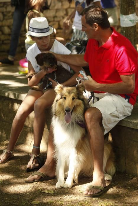 Desfile canino en Somió