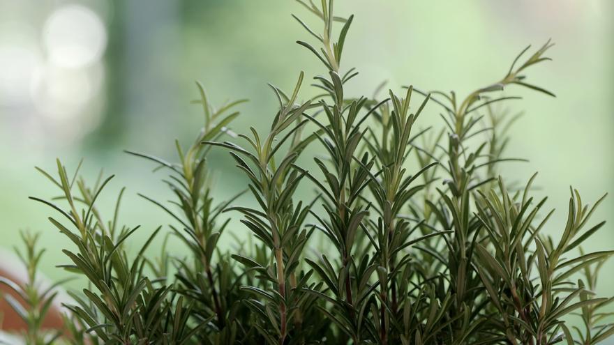 Esta planta es el mejor ambientador natural que puedes tener en casa y...ahuyenta a los mosquitos