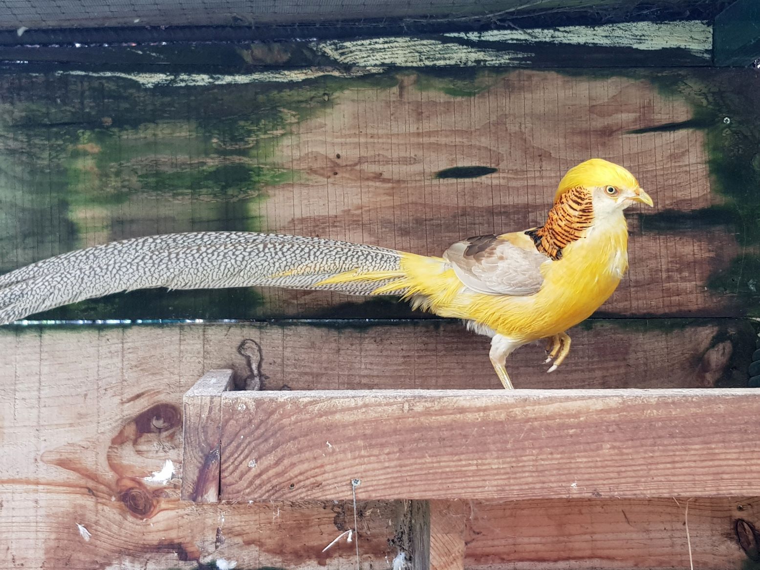 De paseo por el vergel de San Justo, en Villaviciosa