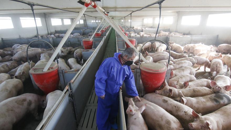 El nou pla de benestar  animal restarà més de 100.000  porcs a les granges gironines