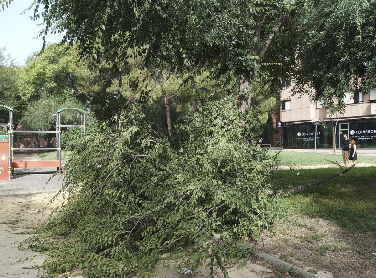 El viento ha provocado la caída de ramas de árboles en distintos puntos de la Región durante los últimos días