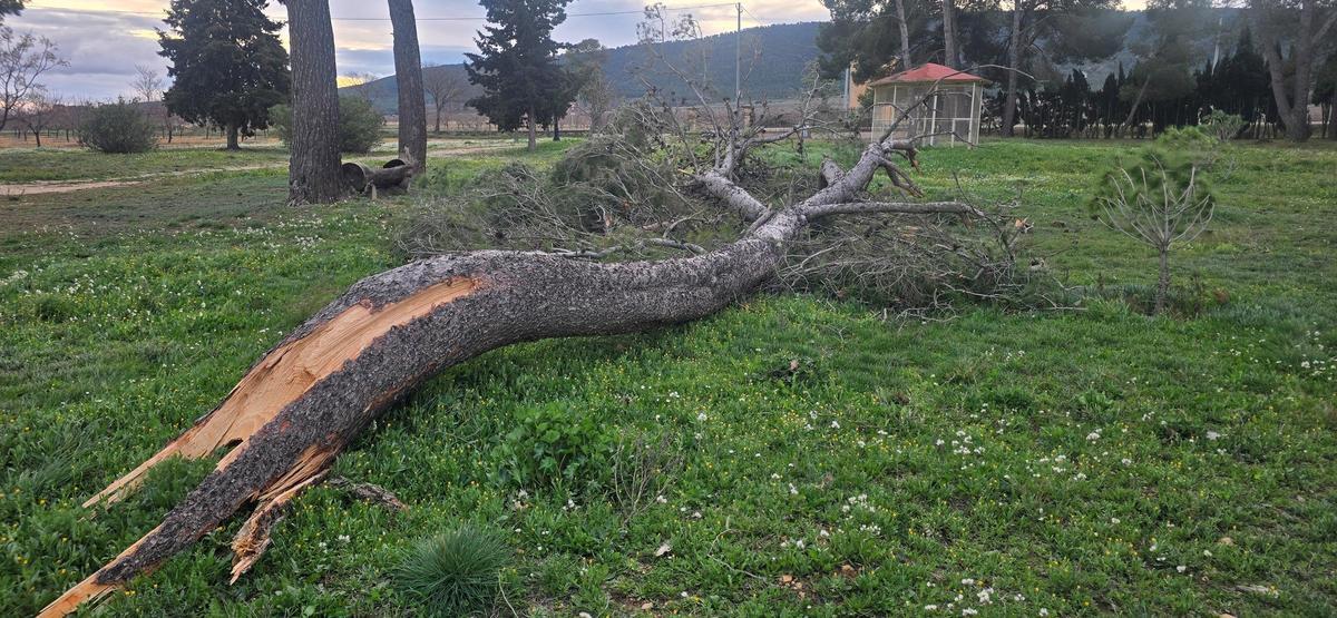 Árbol derribado por el viento en Fontanars.