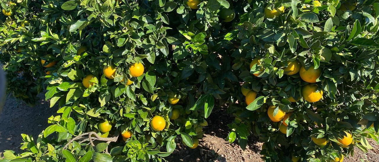 Naranjas listas para su recolección