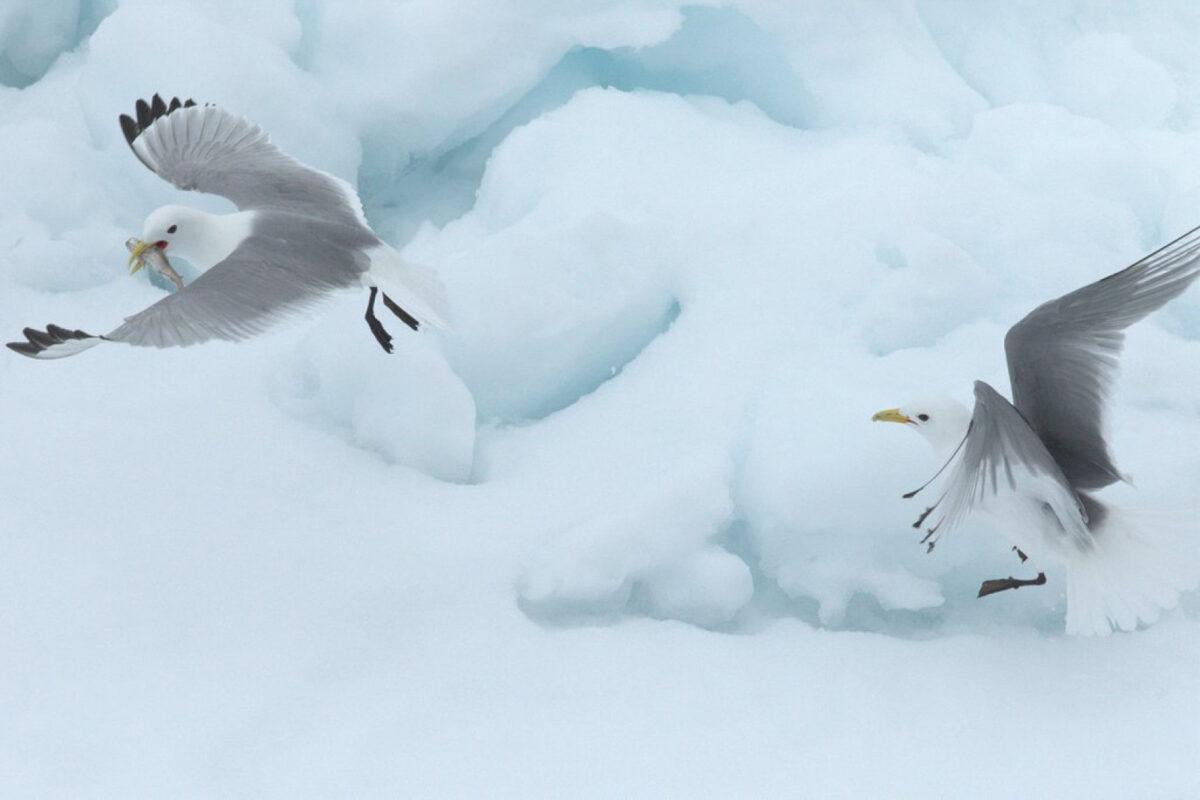 La desaparición del hielo en el Ártico amenaza las poblaciones de aves marinas