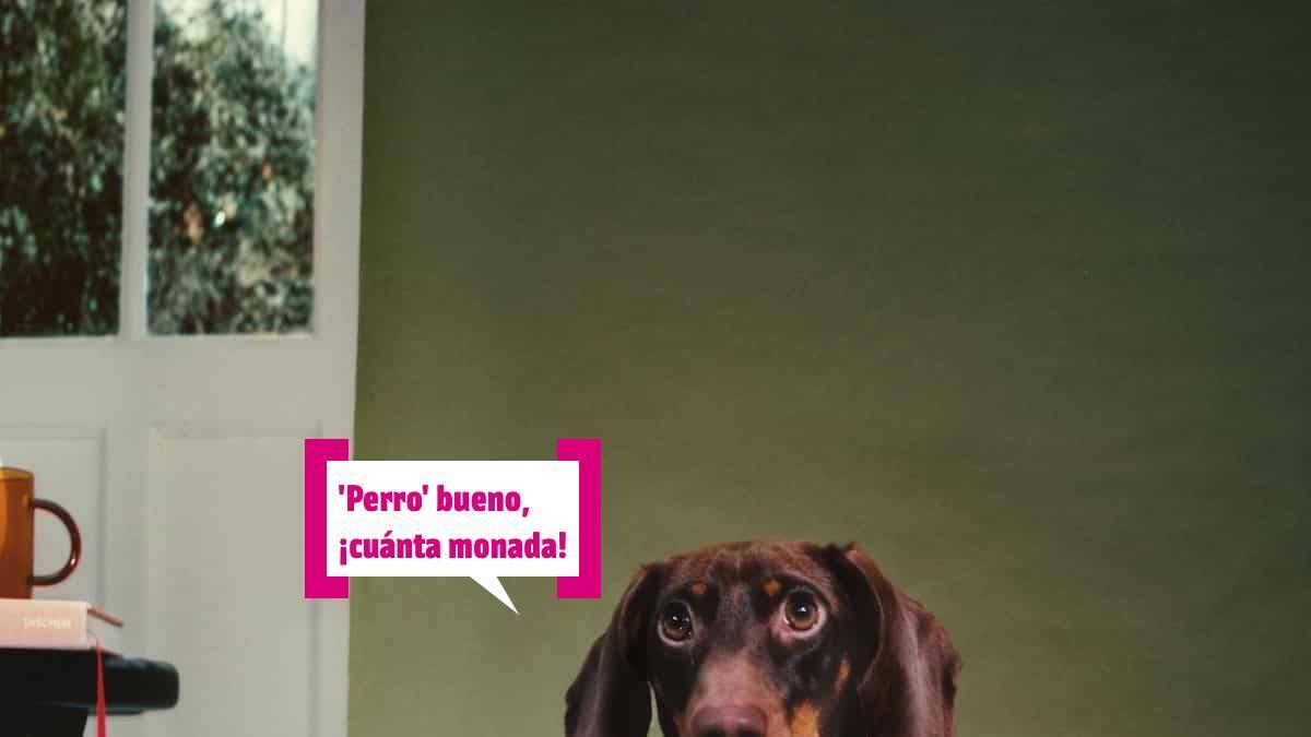 Un 'luisvi' para recoger las cacas de tu perro: ahora tu mascota también podrá llevar su Louis Vuitton