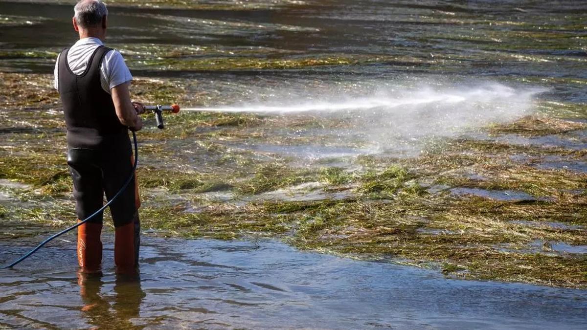 Tratamiento contra la mosca negra en el Ebro, en una imagen de archivo.