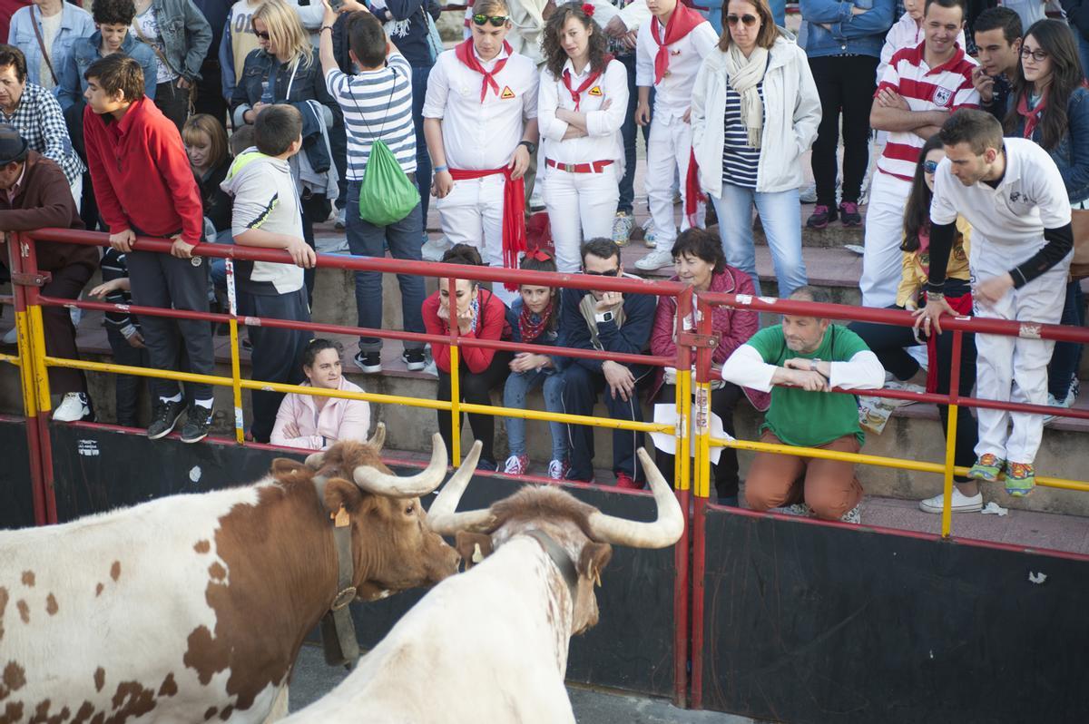 Dos bueyes pendientes del público en el vallado del toril.