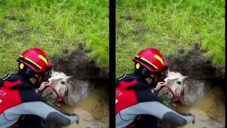 Rescatan a un caballo que había caído en una fosa séptica en Carmona, Sevilla