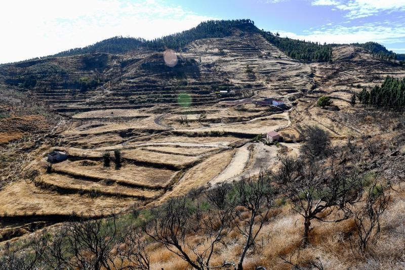 15-10-19 SUPLEMENTOS. ZONA CUMBRERA. ZONA CUMBRERA. Reportaje zonas quemadas tras dos meses. Reportaje triple entrega sobre el paisaje quemado, al cumplirse dos meses. La primera parte será Los tesosos de la Cumbre, en plan más positivo, con los brotes verdes, lugares que visitar. Un segundo con los héroes sin capa, sus protagonistas y una tercera con Lo que el fuego se llevó o Lo perdido, la parte más triste.  Fotos: Juan Castro.  | 15/10/2019 | Fotógrafo: Juan Carlos Castro