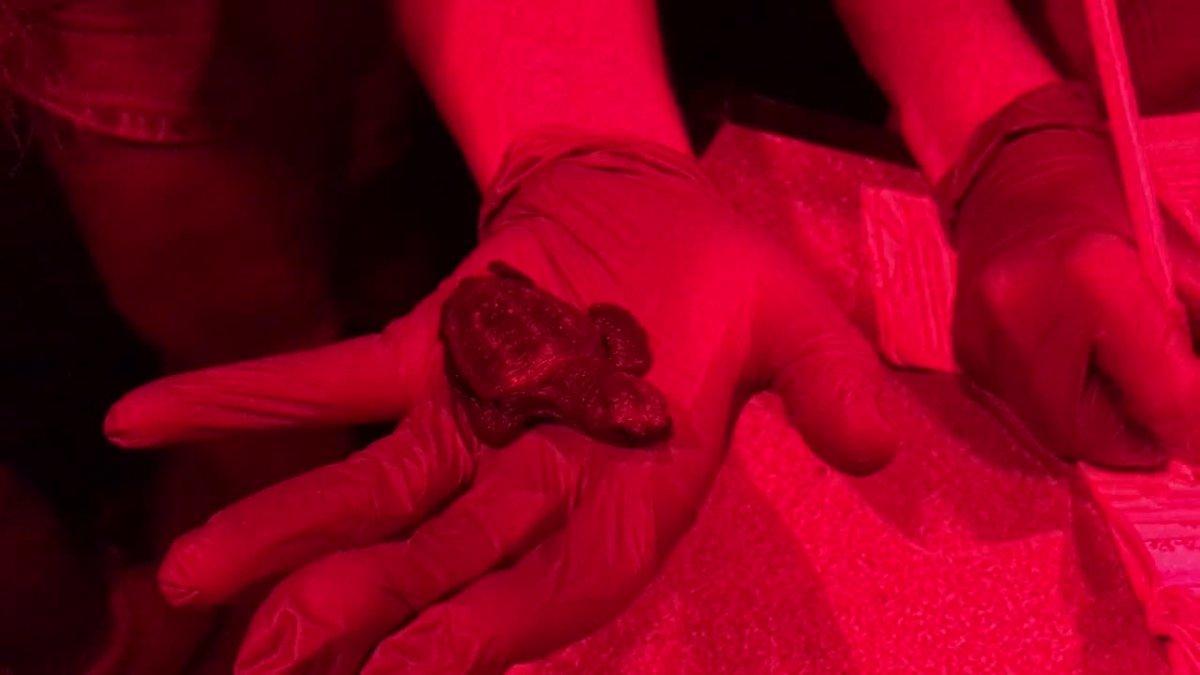 Cinco tortugas marinas del nido de Barcelona han nacido de madrugada.
