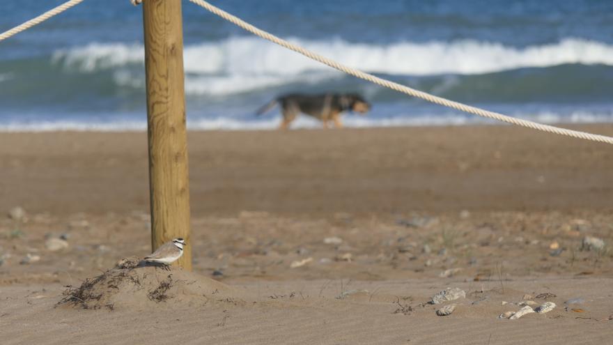 La Policía Local de València reforzará su presencia en l&#039;Albufera para vigilar los espacios protegidos