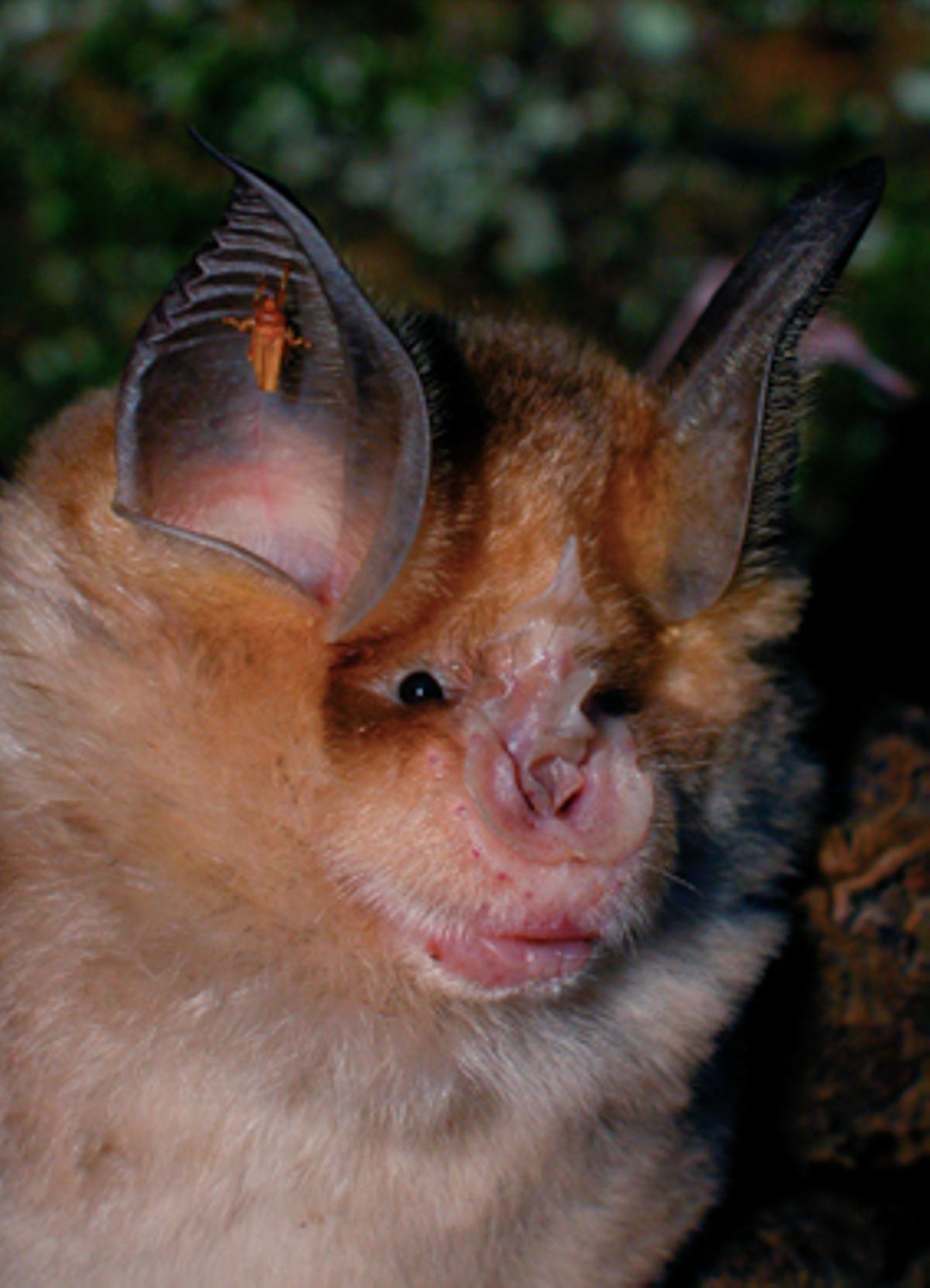 Rhinolophus mehelyi (murciélago mediano de herradura).