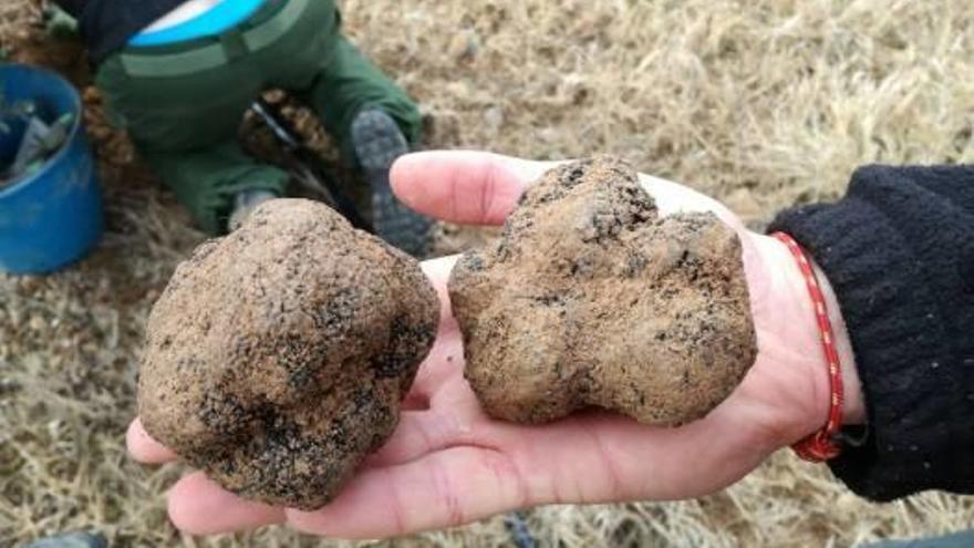 Alumnes de l&#039;Escola Agrària s&#039;endinsen en el món de les tòfones amb Pere Muixí