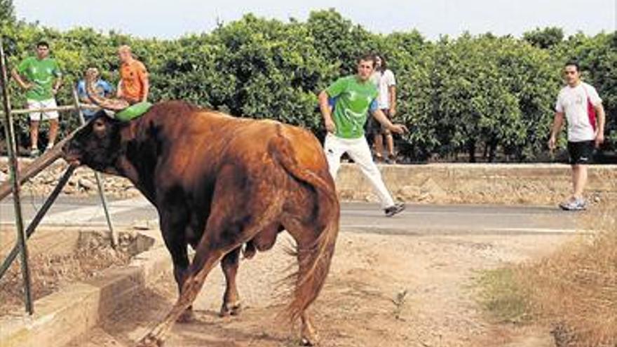 Santa Bàrbara disfruta de su ‘bou en corda’