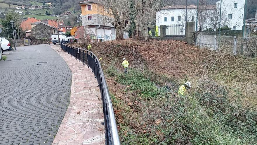 Hidrográfica aborda la limpieza del río Duró, principal foco de acumulación de maleza del centro de Mieres